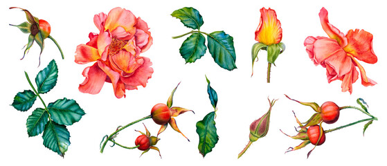 Set of roses, green leaves, wild rose stems, rose hips. Hand drawn watercolor illustration of flowers, greenery and berries on isolated background. Suitable for tea packaging, cosmetics, jam labels.