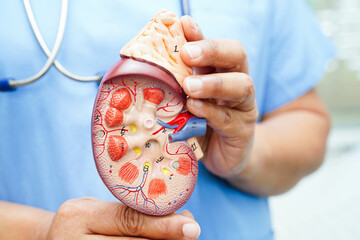 Chronic kidney disease, doctor with model for treatment urinary system, urology, Estimated...