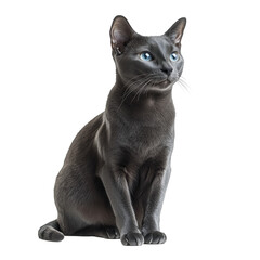Grey cat isolated on transparent background. PNG. Generated AI