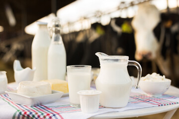Milk, cottage cheese, cream, cheese on table against background of cows