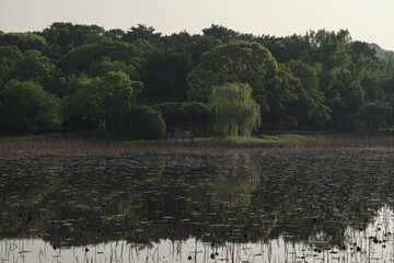 服部緑地・早朝の池の風景