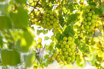 Shine Muscat Grape on a branch over green natural garden Blur background, Bunch of Shine Muscat...