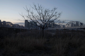 大阪・対岸の高層ビル群を背景に河川敷に生えている木のある日の出前の朝の風景