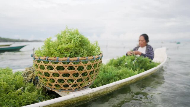 Woman seaweed farmer tying Eucheuma cottonii seedlings to ropes, traditional marine aquaculture, basket of freshly harvested sea moss or guso