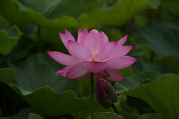 Fototapeta premium 早朝、花開く蓮