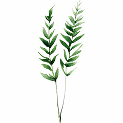 Fototapeta premium Watercolor Green Fern Leaf with Delicate Fronds and Natural Details