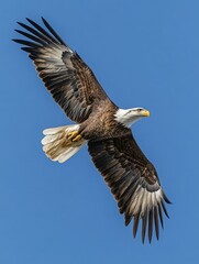 Obraz premium Majestic Eagle in Flight