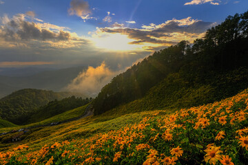 Tithonia diversifolia (Hemsl.) A.Gray.) at sunset at Doi Mae U-Kho Mae Hong Son Province, Thailand