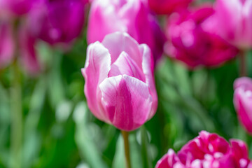 Pink spring flowers tulips. Spring background for Easter or Valentines Day. Beautiful bouquet of tulips in spring with blurred background. Bright purple color of blossom tulips. Violet Spring flower.