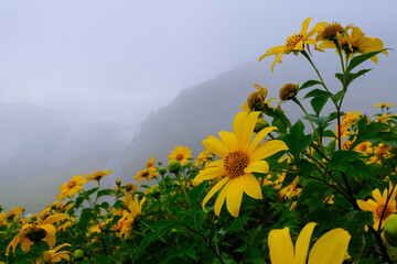 Tithonia diversifolia (Hemsl.) A.Gray.) at sunset at Doi Mae U-Kho Mae Hong Son Province, Thailand