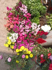 Abundance of Vibrant Flowers in a Garden Setting