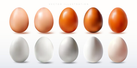 Realistic chicken hen Eggs Shell vector illustration for graphic resource, background, flyer, ads, etc