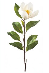 Fototapeta premium Single white magnolia blossom stem, isolated, floral arrangement, home decor