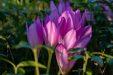 Purple Colchicum flowers blooming in garden with natural light and green foliage