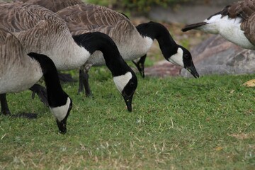 Geese lined up like zebras at a watering hole