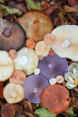 collage mushroom image in the forest © Caner