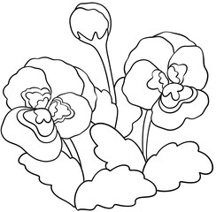 Violet flowers  line drawing