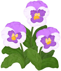 White Violet Clipart