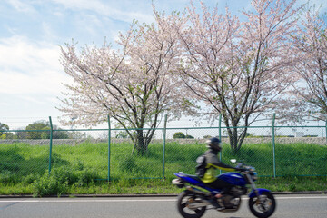 桜並木の道と通過するバイク