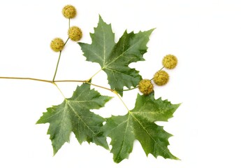 Close-up of London Plane Tree platanus hispanica Leaves and Spherical Fruits on White Background