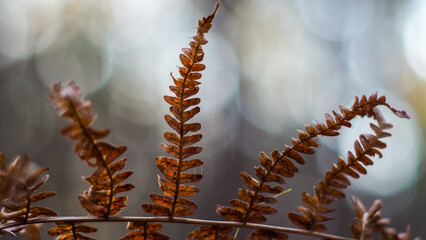 Fougères et pins landais, pendant le coucher du soleil