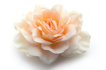 A detailed view of a single flower on a white background