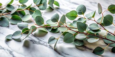 Eucalyptus Branches on Marble, Elegant Still Life, Photorealistic AI Art