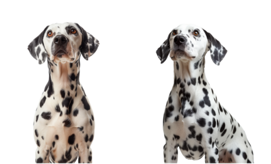 Dalmatian dog set isolated on transparent background. PNG. Generated AI