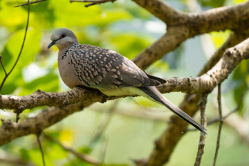 Spotted Dove