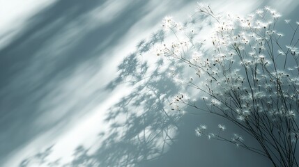 Fototapeta premium Blurred overlay effect for photo. Gray shadows of dandelion flowers and delicate grass on a white wall. Abstract neutral nature concept background with space for text. Shadow for natural light effects