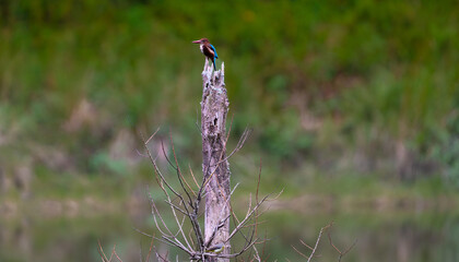 Alcedines or kingfishers