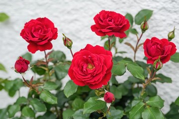 Fototapeta premium A group of red roses grow against a clean white background