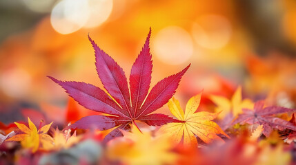 Colorful autumn maple leaves blurred background