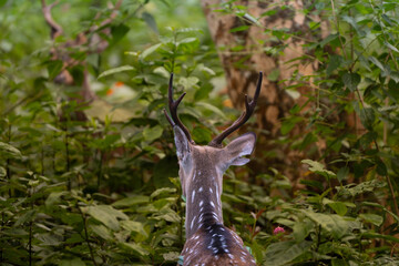 deer in the forest