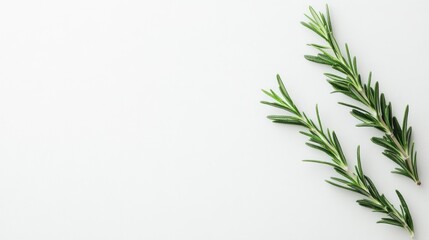Fresh rosemary sprigs on white background, culinary use