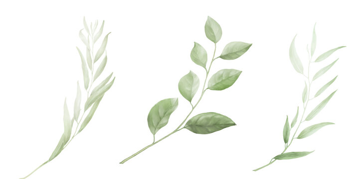 Spring branch with green leaves in set Watercolor digital illustration. Apple and willow leaves in botanical illustration isolated on white background. For wedding invitation or greeting card.