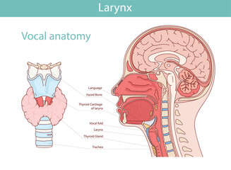 Vocal anatomy vector illustration. Larynx, thyroid gland, oral cavity. Medical vector illustration of internal organs.