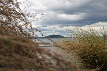 Lake Rotorua - native nz plants