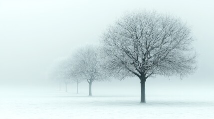 Fototapeta premium Frosty trees in foggy winter field