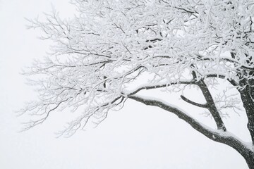 A person riding a snowboard through deep snow, with mountains or trees in the background