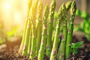Obraz premium Bunch of asparagus planted in soil with sunlight, representing a healthy and natural food source.