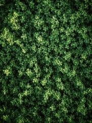Fresh, vibrant clovers growing in a row
