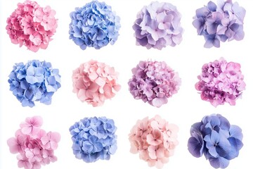 Collection of blue and pink hydrangea flowers isolated on white background