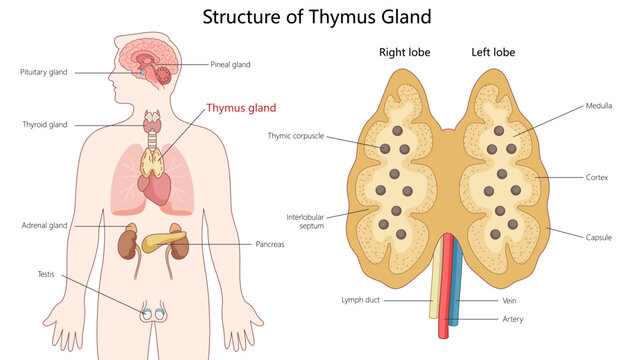 thymus gland showing its anatomy, including lobes, cortex, medulla, and its location within the human body diagram hand drawn schematic vector illustration. Medical science educational illustration
