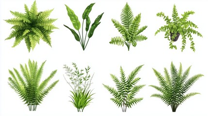 green fern plants in top view isolated on transparent or white background 