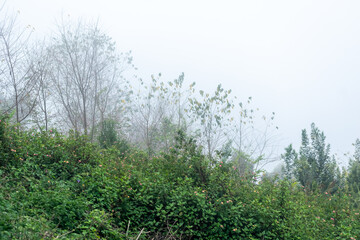 Fog envelops a lush forest during early morning hours, creating a serene and mysterious atmosphere