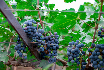 Ripe wine grape clusters hanging on the vine. Grapes hanging on a grape vine bunch black nature close up