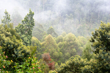 Fog envelops a lush forest during early morning hours, creating a serene and mysterious atmosphere