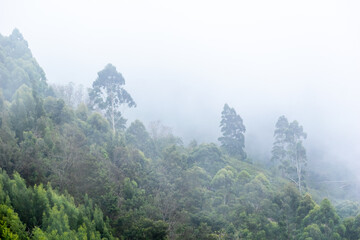 Fog envelops a lush forest during early morning hours, creating a serene and mysterious atmosphere