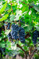 Ripe wine grape clusters hanging on the vine. Grapes hanging on a grape vine bunch black nature close up